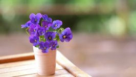 Desktop image. Flowers. ID:131717