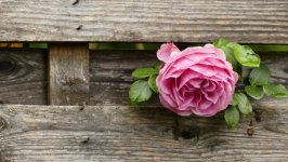 Desktop image. Flowers. ID:131740