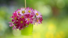 Desktop image. Flowers. ID:131773
