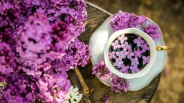 Desktop image. Flowers. ID:131790