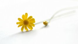 Desktop image. Flowers. ID:132599
