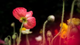 Desktop image. Flowers. ID:133327