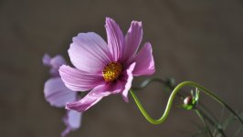 Desktop image. Flowers. ID:133402