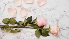 Desktop image. Flowers. ID:133424