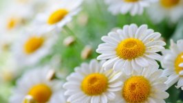 Desktop image. Flowers. ID:133450