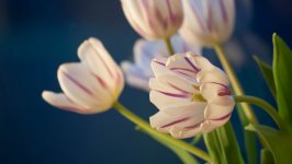 Desktop image. Flowers. ID:133511