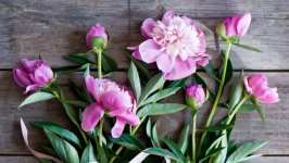 Desktop image. Flowers. ID:133536