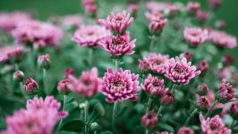 Desktop image. Flowers. ID:133641