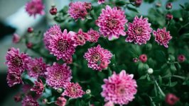 Desktop image. Flowers. ID:133823