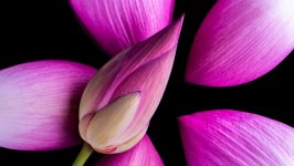 Desktop image. Flowers. ID:133900