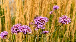 Desktop image. Flowers. ID:134008