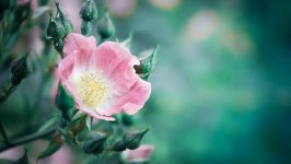 Desktop image. Flowers. ID:134153