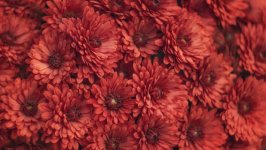 Desktop image. Flowers. ID:134439
