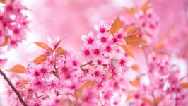 Desktop image. Flowers. ID:134481