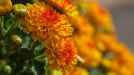 Desktop image. Flowers. ID:134531