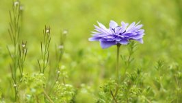 Desktop image. Flowers. ID:134533