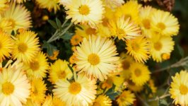 Desktop image. Flowers. ID:134615