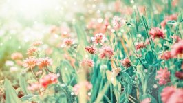 Desktop image. Flowers. ID:135528