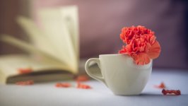 Desktop image. Flowers. ID:145650