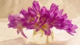 Desktop image. Flowers. ID:135644