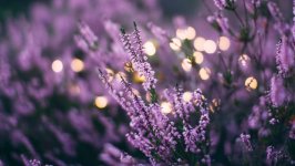 Desktop image. Flowers. ID:135662