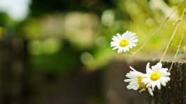 Desktop image. Flowers. ID:135680