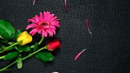 Desktop image. Flowers. ID:135816