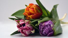 Desktop image. Flowers. ID:135912