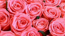 Desktop image. Flowers. ID:135914