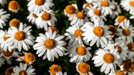 Desktop image. Flowers. ID:136134