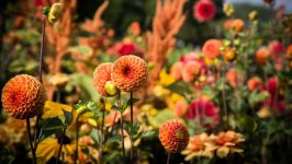Desktop image. Flowers. ID:136602