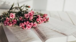 Desktop image. Flowers. ID:136605
