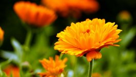 Desktop image. Flowers. ID:137162