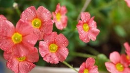 Desktop image. Flowers. ID:137241