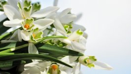 Desktop image. Flowers. ID:137796