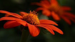Desktop image. Flowers. ID:138049