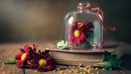 Desktop image. Flowers. ID:138751