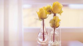 Desktop image. Flowers. ID:139052