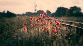 Desktop image. Flowers. ID:139264