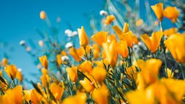 Desktop image. Flowers. ID:139491