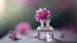 Desktop image. Flowers. ID:139533