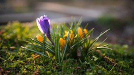Desktop image. Flowers. ID:139600