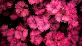 Desktop image. Flowers. ID:139650