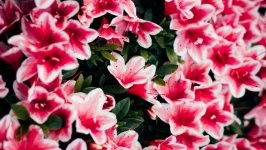 Desktop image. Flowers. ID:139669