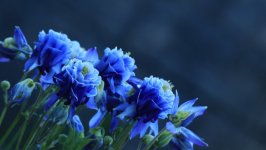 Desktop image. Flowers. ID:139707