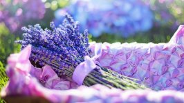 Desktop image. Flowers. ID:139918