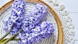 Desktop image. Flowers. ID:140032
