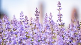 Desktop image. Flowers. ID:140368