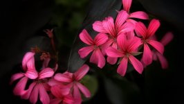 Desktop image. Flowers. ID:140383