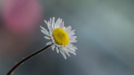 Desktop image. Flowers. ID:140531